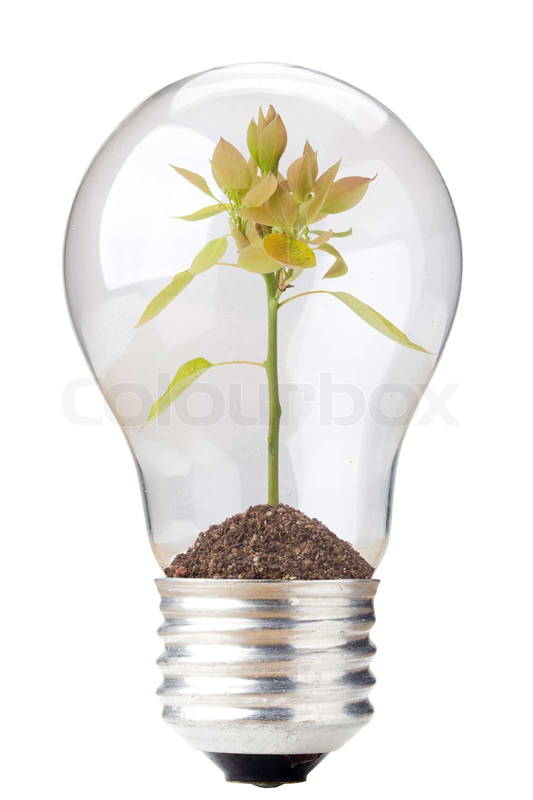 1725908-920775-green-seedling-in-a-light-bulb-isolated-on-a-white-background.jpg
