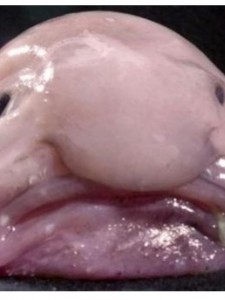 Blobfish