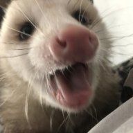 Opossum