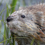 Muskrat