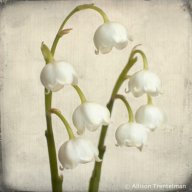 Lily of The Valley