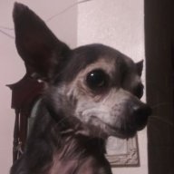 ZaneChihuahua